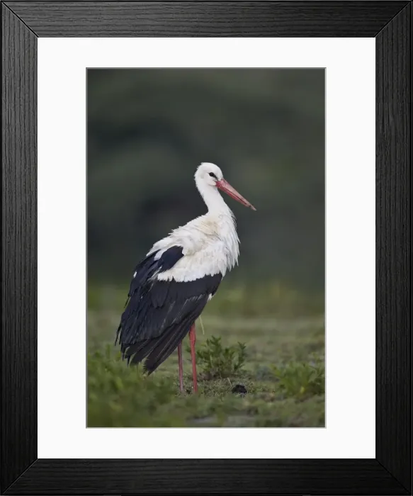 Framed Print : White stork (Ciconia ciconia), Serengeti National Park, Tanzania, East Africa, Africa Framed Print : White stork (Ciconia ciconia), Serengeti National Park, Tanzania, East Africa, Africa