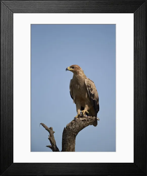 Framed Print : Tawny eagle (Aquila rapax), Serengeti National Park, Tanzania, East Africa, Africa Framed Print : Tawny eagle (Aquila rapax), Serengeti National Park, Tanzania, East Africa, Africa