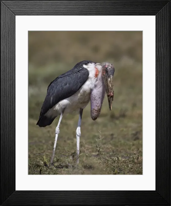 Framed Print : Marabou stork (Leptoptilos crumeniferus) with a full crop, Serengeti National Park, Tanzania, East Africa, Africa Framed Print : Marabou stork (Leptoptilos crumeniferus) with a full crop, Serengeti National Park, Tanzania, East Africa, Africa