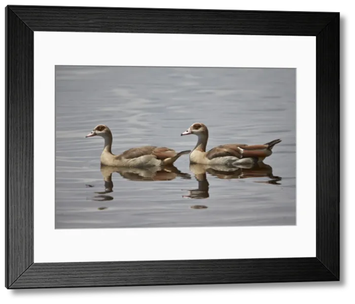 Framed Print : Egyptian goose (Alopochen aegyptiacus) pair, Serengeti National Park, Tanzania, East Africa, Africa Framed Print : Egyptian goose (Alopochen aegyptiacus) pair, Serengeti National Park, Tanzania, East Africa, Africa