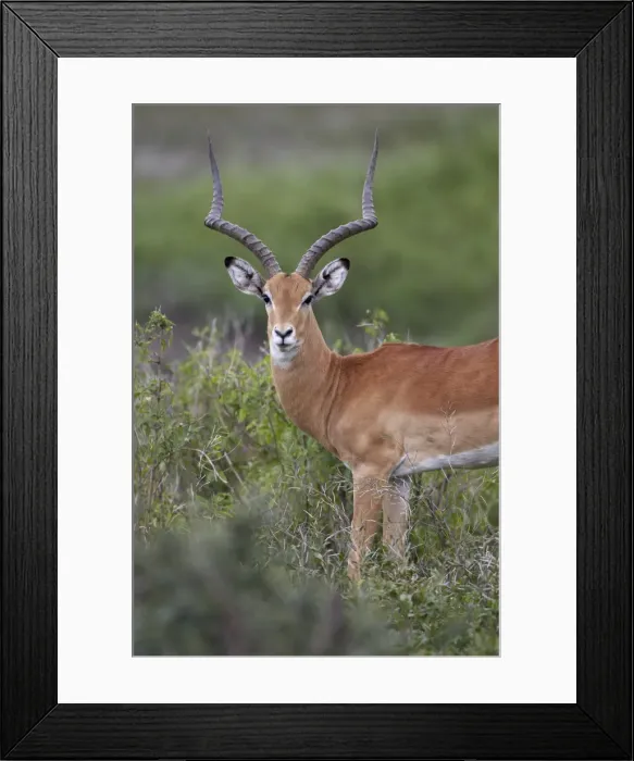 Framed Print : Impala (Aepyceros melampus) buck, Serengeti National Park, Tanzania, East Africa, Africa Framed Print : Impala (Aepyceros melampus) buck, Serengeti National Park, Tanzania, East Africa, Africa