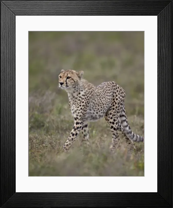 Framed Print : Cheetah (Acinonyx jubatus) cub, Serengeti National Park, Tanzania, East Africa, Africa Framed Print : Cheetah (Acinonyx jubatus) cub, Serengeti National Park, Tanzania, East Africa, Africa