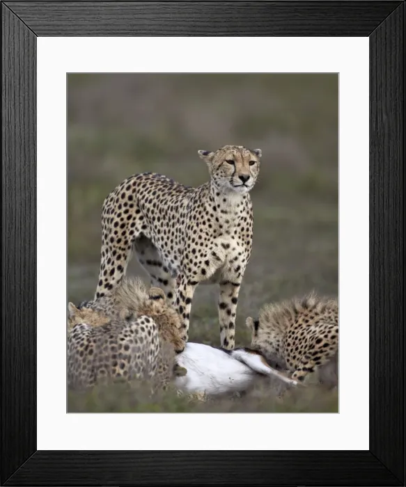 Framed Print : Cheetah (Acinonyx jubatus) mother at a kill with her three cubs, Serengeti National Park, Tanzania, East Africa, Africa