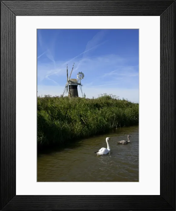 Framed Print : Swans in front of St. Benets windmill on the River Thurne, Thurne, Norfolk, England, United Kingdom, Europe Framed Print : Swans in front of St. Benets windmill on the River Thurne, Thurne, Norfolk, England, United Kingdom, Europe