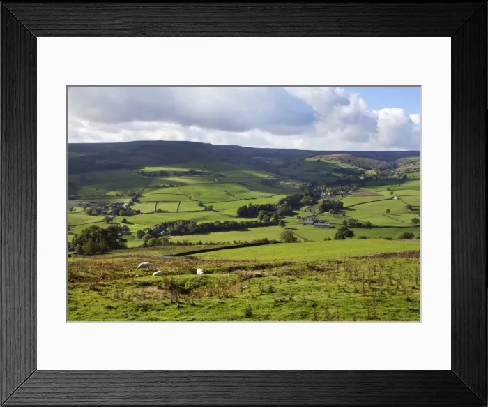 Framed Print : Sheep grazing farmland in Nidderdale, Pateley Bridge, North Yorkshire, Yorkshire, England, United Kingdom, Europe Framed Print : Sheep grazing farmland in Nidderdale, Pateley Bridge, North Yorkshire, Yorkshire, England, United Kingdom, Europe