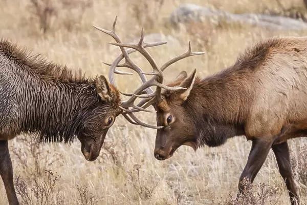 Bull elk (Cervus canadensis) fighting in rut in Rocky Mountain National Park, Colorado, United States of America, North America