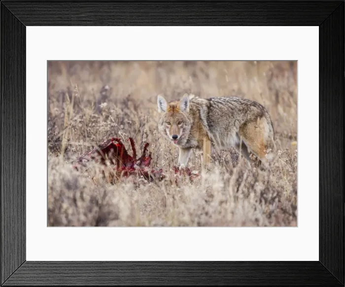 Framed Print : Coyote (Canis latrans) feeding on an elk carcass in Rocky Mountain National Park, Colorado, United States of America, North America Framed Print : Coyote (Canis latrans) feeding on an elk carcass in Rocky Mountain National Park, Colorado, United States of America, North America
