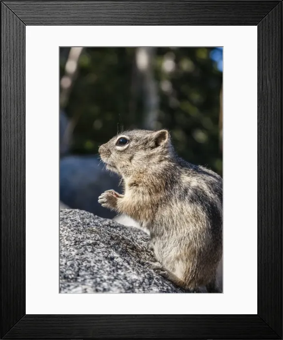 Framed Print : An adult golden-mantled ground squirrel (Callospermophilus lateralis), Rocky Mountain National Park, Colorado, United States of America, North America