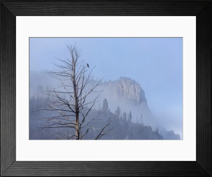 Framed Print : Osprey (Pandion haliaetus) along the Madison River, Yellowstone National Park, UNESCO World Heritage Site, Wyoming, United States of America, North America