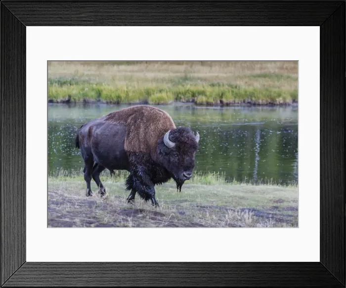 Framed Print : Lone bison (buffalo) (Bison bison) on the move in Yellowstone National Park, UNESCO World Heritage Site, Wyoming, United States of America, North America Framed Print : Lone bison (buffalo) (Bison bison) on the move in Yellowstone National Park, UNESCO World Heritage Site, Wyoming, United States of America, North America