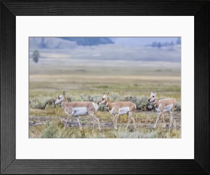 Framed Print : Pronghorn antelope (Antilocapra americana) in Lamar Valley, Yellowstone National Park, UNESCO World Heritage Site, Wyoming, United States of America, North America