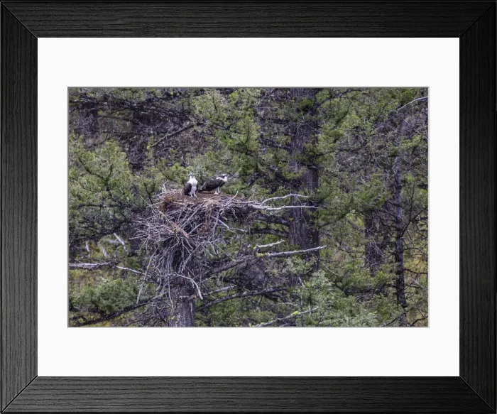 Framed Print : Osprey (Pandion haliaetus) fledglings on nest, Yellowstone National Park, UNESCO World Heritage Site, Wyoming, United States of America, North America Framed Print : Osprey (Pandion haliaetus) fledglings on nest, Yellowstone National Park, UNESCO World Heritage Site, Wyoming, United States of America, North America