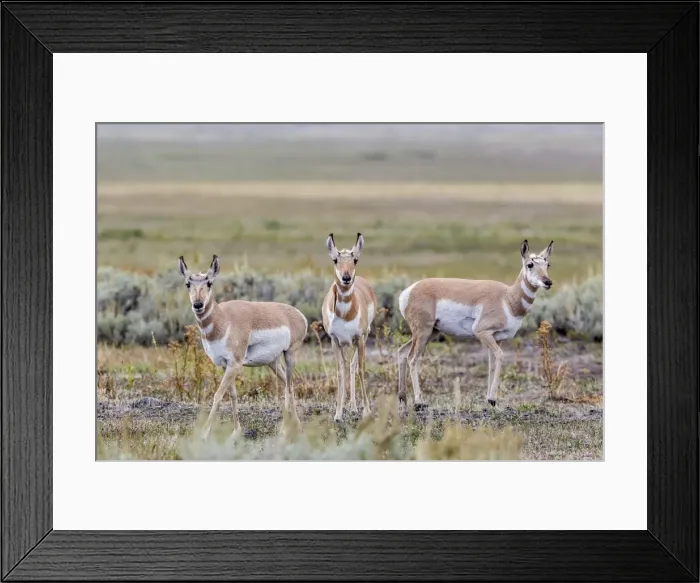 Framed Print : Pronghorn antelope (Antilocapra americana) in Lamar Valley, Yellowstone National Park, UNESCO World Heritage Site, Wyoming, United States of America, North America