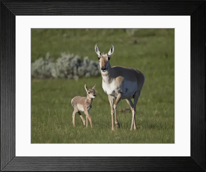 Framed Print : Pronghorn (Antilocapra americana) cow and calf, Yellowstone National Park, Wyoming, United States of America, North America Framed Print : Pronghorn (Antilocapra americana) cow and calf, Yellowstone National Park, Wyoming, United States of America, North America