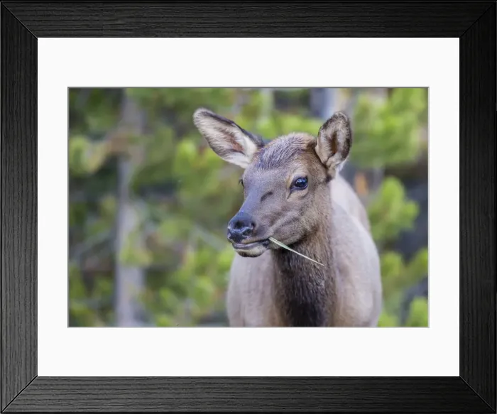 Framed Print : Young elk (Cervus canadensis) grazing along the Madison River, Yellowstone National Park, UNESCO World Heritage Site, Wyoming, United States of America, North America Framed Print : Young elk (Cervus canadensis) grazing along the Madison River, Yellowstone National Park, UNESCO World Heritage Site, Wyoming, United States of America, North America