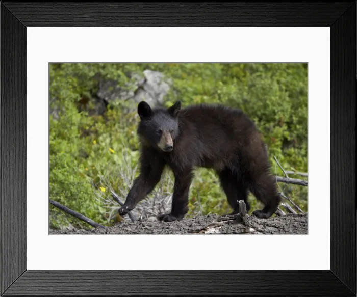 Framed Print : Black bear (Ursus americanus) yearling cub, Yellowstone National Park, Wyoming, United States of America, North America Framed Print : Black bear (Ursus americanus) yearling cub, Yellowstone National Park, Wyoming, United States of America, North America