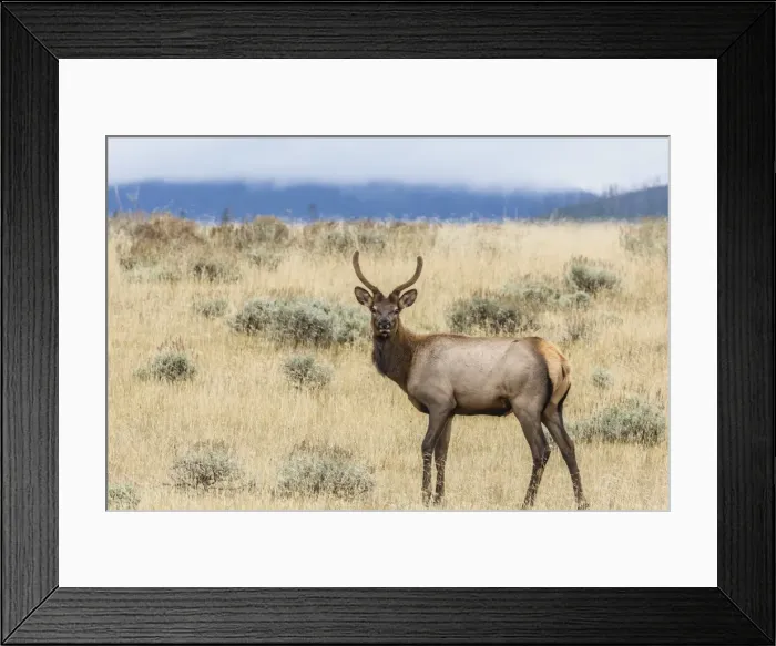 Framed Print : Bull elk (Cervus canadensis) with antlers in velvet, Yellowstone National Park, UNESCO World Heritage Site, Wyoming, United States of America, North America Framed Print : Bull elk (Cervus canadensis) with antlers in velvet, Yellowstone National Park, UNESCO World Heritage Site, Wyoming, United States of America, North America