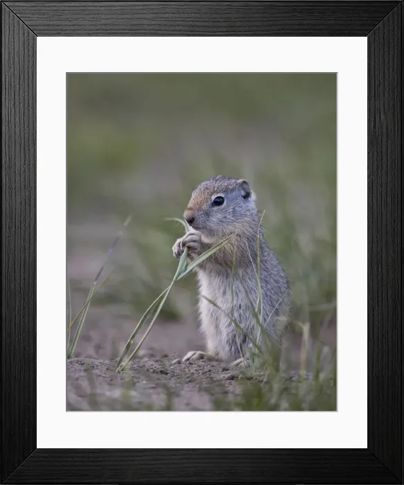 Framed Print : Young Uinta ground Squirrel (Urocitellus armatus), Yellowstone National Park, Wyoming, United States of America, North America Framed Print : Young Uinta ground Squirrel (Urocitellus armatus), Yellowstone National Park, Wyoming, United States of America, North America