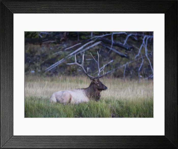 Framed Print : Bull elk (Cervus canadensis), along the Madison River, Yellowstone National Park, UNESCO World Heritage Site, Wyoming, United States of America, North America Framed Print : Bull elk (Cervus canadensis), along the Madison River, Yellowstone National Park, UNESCO World Heritage Site, Wyoming, United States of America, North America