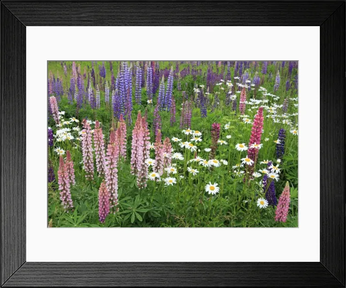 Framed Print : Field of wild lupines, Tacoma, Washington State, United States of America, North America Framed Print : Field of wild lupines, Tacoma, Washington State, United States of America, North America