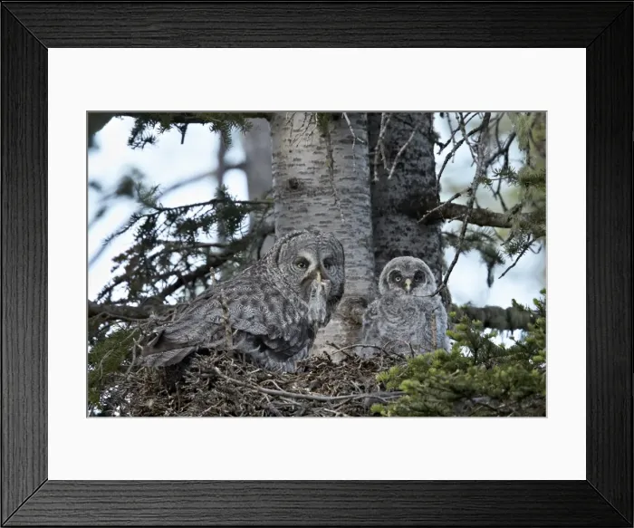 Framed Print : Great grey owl (great grey owl) (Strix nebulosa) female with prey and a 24-day-old chick, Yellowstone National Park, Wyoming, United States of America, North America Framed Print : Great grey owl (great grey owl) (Strix nebulosa) female with prey and a 24-day-old chick, Yellowstone National Park, Wyoming, United States of America, North America