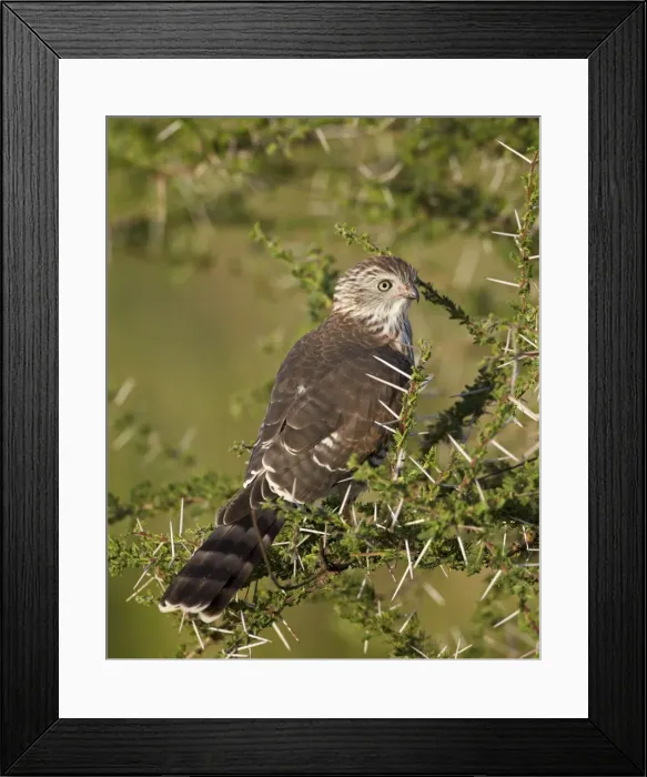 Framed Print : Immature Gabar goshawk (Micronisus gabar), Serengeti National Park, Tanzania, East Africa, Africa