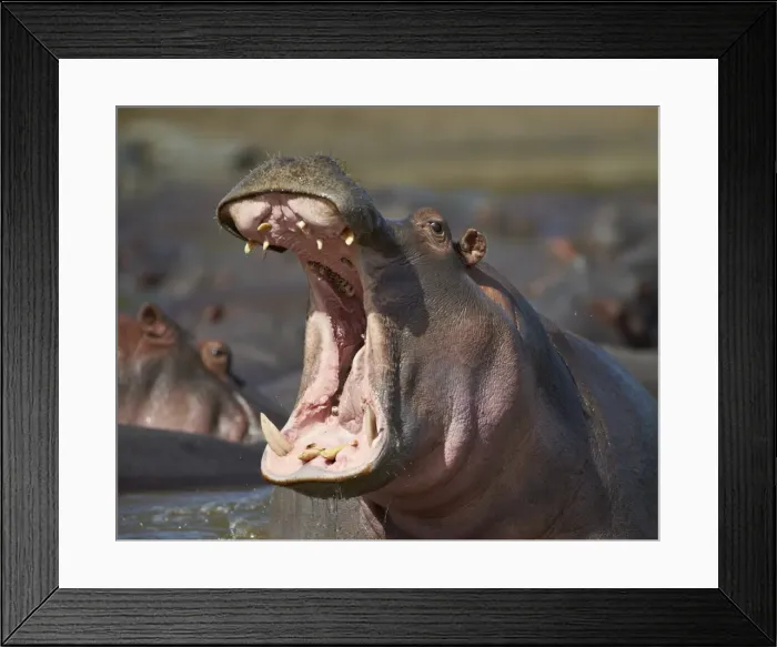 Framed Print : Hippopotamus (Hippopotamus amphibius) showing aggression, Serengeti National Park, Tanzania, East Africa, Africa Framed Print : Hippopotamus (Hippopotamus amphibius) showing aggression, Serengeti National Park, Tanzania, East Africa, Africa