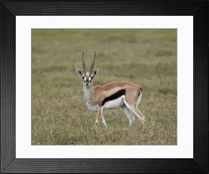 Framed Print : Thomsons gazelle (Gazella thomsonii) buck, Ngorongoro Crater, Tanzania, East Africa, Africa Framed Print : Thomsons gazelle (Gazella thomsonii) buck, Ngorongoro Crater, Tanzania, East Africa, Africa