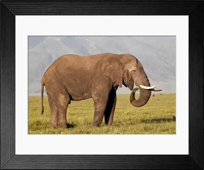 Framed Print : African elephant (Loxodonta africana) bull eating, Ngorongoro Crater, Tanzania, East Africa, Africa Framed Print : African elephant (Loxodonta africana) bull eating, Ngorongoro Crater, Tanzania, East Africa, Africa