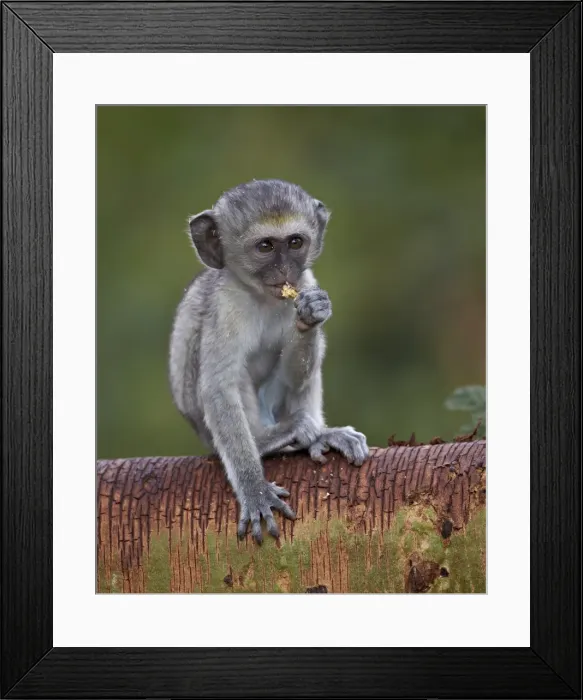 Framed Print : Young Grivet (Chlorocebus aethiops), Ngorongoro Crater, Tanzania, East Africa, Africa Framed Print : Young Grivet (Chlorocebus aethiops), Ngorongoro Crater, Tanzania, East Africa, Africa