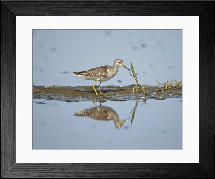 Framed Print : Immature wood sandpiper (Tringa glareola), Serengeti National Park, Tanzania, East Africa, Africa Framed Print : Immature wood sandpiper (Tringa glareola), Serengeti National Park, Tanzania, East Africa, Africa
