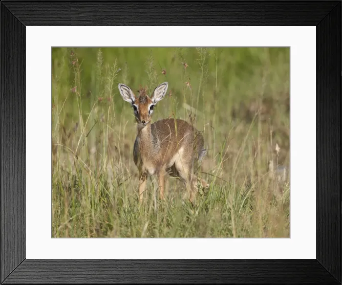 Framed Print : Female Kirks dik dik (Kirks dik-dik) (Madoqua kirkii), Serengeti National Park, Tanzania, East Africa, Africa Framed Print : Female Kirks dik dik (Kirks dik-dik) (Madoqua kirkii), Serengeti National Park, Tanzania, East Africa, Africa
