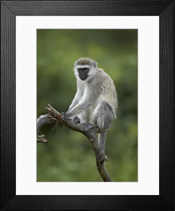Framed Print : Grivet (Chlorocebus aethiops), Ngorongoro Crater, Tanzania, East Africa, Africa Framed Print : Grivet (Chlorocebus aethiops), Ngorongoro Crater, Tanzania, East Africa, Africa