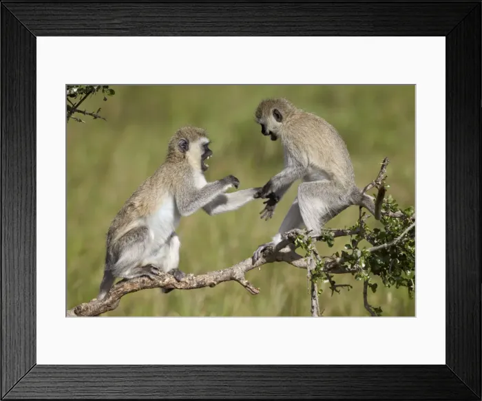 Framed Print : Two vervet monkeys (Chlorocebus aethiops) playing, Serengeti National Park, Tanzania, East Africa, Africa Framed Print : Two vervet monkeys (Chlorocebus aethiops) playing, Serengeti National Park, Tanzania, East Africa, Africa