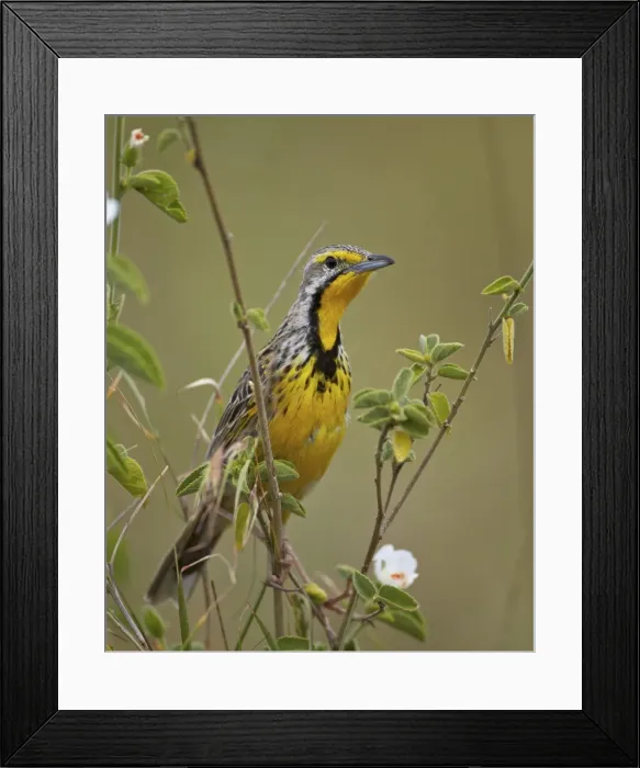 Framed Print : Yellow-throated longclaw (Macronyx croceus), Serengeti National Park, Tanzania, East Africa, Africa Framed Print : Yellow-throated longclaw (Macronyx croceus), Serengeti National Park, Tanzania, East Africa, Africa