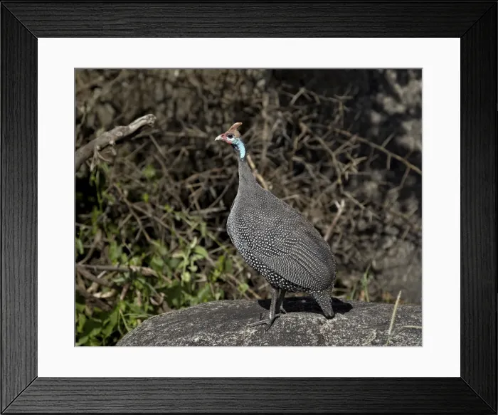 Framed Print : Helmeted guineafowl (Numida meleagris), Serengeti National Park, Tanzania, East Africa, Africa Framed Print : Helmeted guineafowl (Numida meleagris), Serengeti National Park, Tanzania, East Africa, Africa