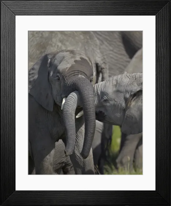 Framed Print : Two young African elephant (Loxodonta africana) playing, Serengeti National Park, Tanzania, East Africa, Africa Framed Print : Two young African elephant (Loxodonta africana) playing, Serengeti National Park, Tanzania, East Africa, Africa