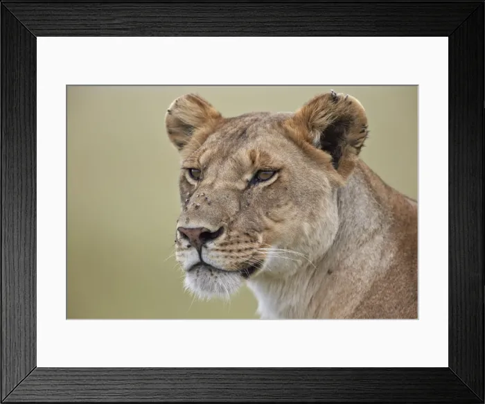 Framed Print : Lioness (Panthera leo) covered with flies, Serengeti National Park, Tanzania, East Africa, Africa Framed Print : Lioness (Panthera leo) covered with flies, Serengeti National Park, Tanzania, East Africa, Africa
