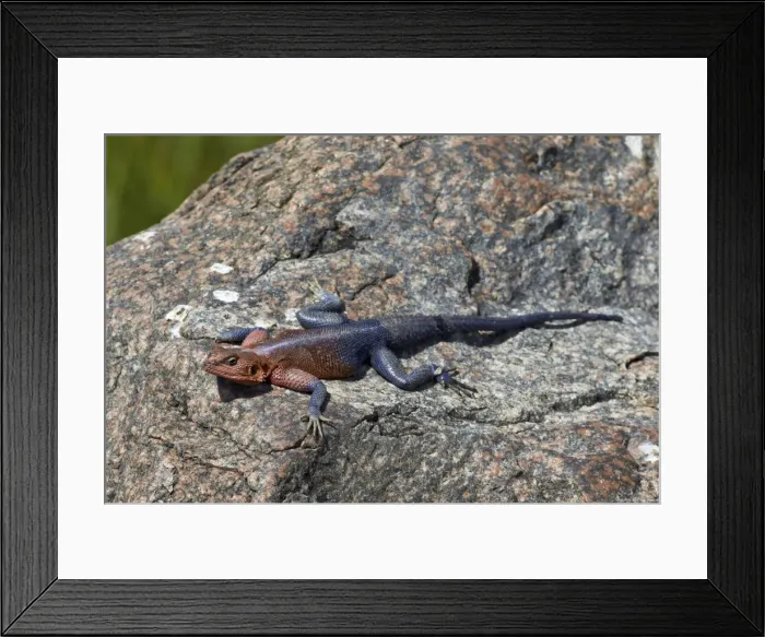 Framed Print : Male Mwanza flat-headed agama (Agama mwanzae), Serengeti National Park, Tanzania, East Africa, Africa Framed Print : Male Mwanza flat-headed agama (Agama mwanzae), Serengeti National Park, Tanzania, East Africa, Africa