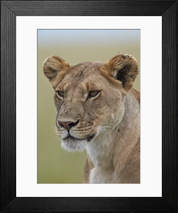 Framed Print : Lioness (Panthera leo) covered with flies, Serengeti National Park, Tanzania, East Africa, Africa Framed Print : Lioness (Panthera leo) covered with flies, Serengeti National Park, Tanzania, East Africa, Africa