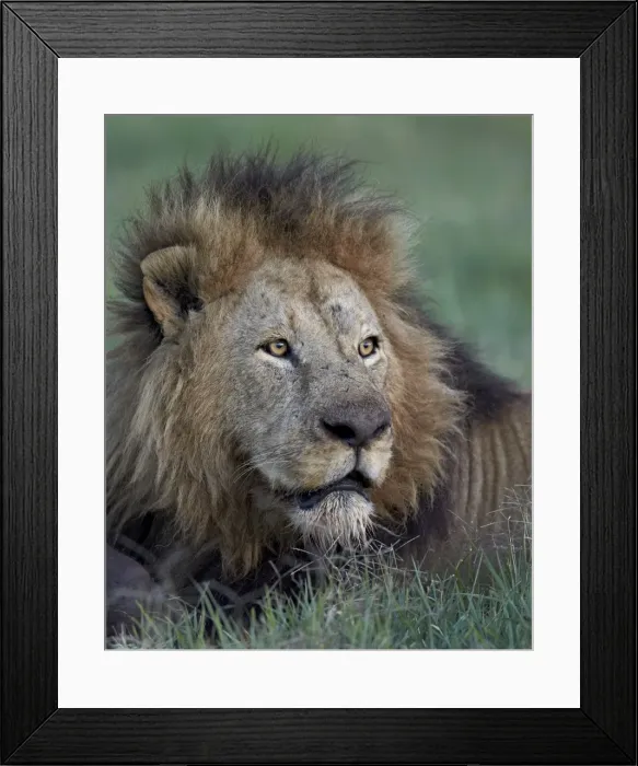 Framed Print : Lion (Panthera leo), Ngorongoro Crater, Tanzania, East Africa, Africa Framed Print : Lion (Panthera leo), Ngorongoro Crater, Tanzania, East Africa, Africa