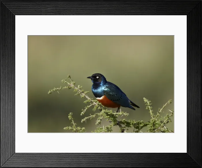 Framed Print : Superb starling (Lamprotornis superbus), Serengeti National Park, Tanzania, East Africa, Africa Framed Print : Superb starling (Lamprotornis superbus), Serengeti National Park, Tanzania, East Africa, Africa