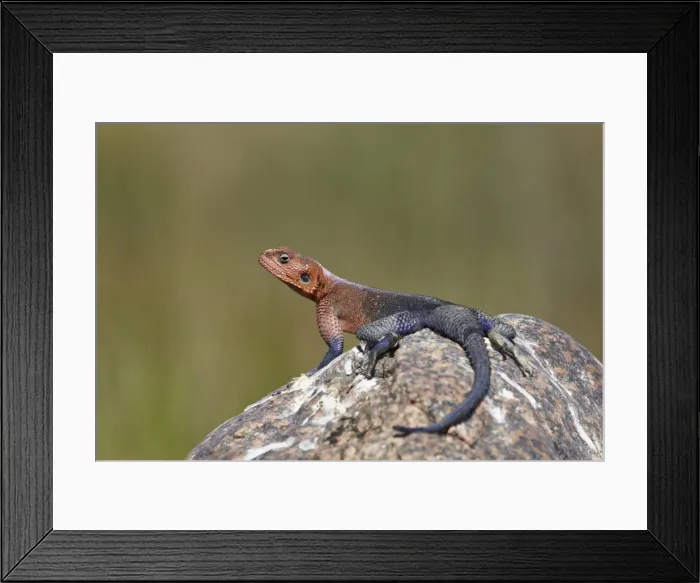 Framed Print : Male Mwanza flat-headed agama (Agama mwanzae), Serengeti National Park, Tanzania, East Africa, Africa Framed Print : Male Mwanza flat-headed agama (Agama mwanzae), Serengeti National Park, Tanzania, East Africa, Africa