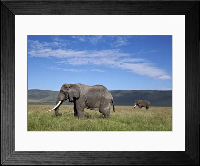 Framed Print : Two bull African elephant (Loxodonta africana), Ngorongoro Crater, UNESCO World Heritage Site, Tanzania, East Africa, Africa Framed Print : Two bull African elephant (Loxodonta africana), Ngorongoro Crater, UNESCO World Heritage Site, Tanzania, East Africa, Africa