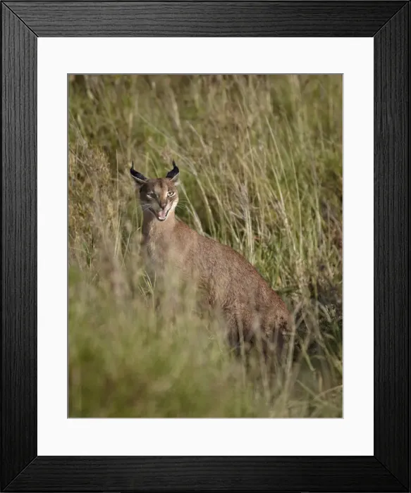 Framed Print : Caracal (Caracal caracal) calling her cub, Serengeti National Park, Tanzania, East Africa, Africa Framed Print : Caracal (Caracal caracal) calling her cub, Serengeti National Park, Tanzania, East Africa, Africa
