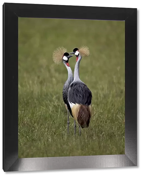Grey crowned crane (Southern crowned crane) (Balearica regulorum) pair, Ngorongoro Crater, Tanzania, East Africa, Africa