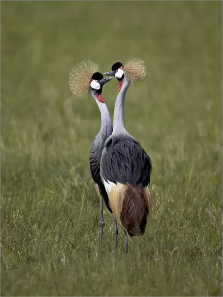 Grey crowned crane (Southern crowned crane) (Balearica regulorum) pair, Ngorongoro Crater, Tanzania, East Africa, Africa