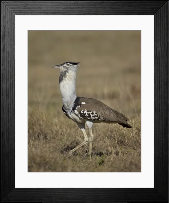 Framed Print : Male Kori bustard (Ardeotis kori) displaying, Ngorongoro Crater, Tanzania, East Africa, Africa Framed Print : Male Kori bustard (Ardeotis kori) displaying, Ngorongoro Crater, Tanzania, East Africa, Africa