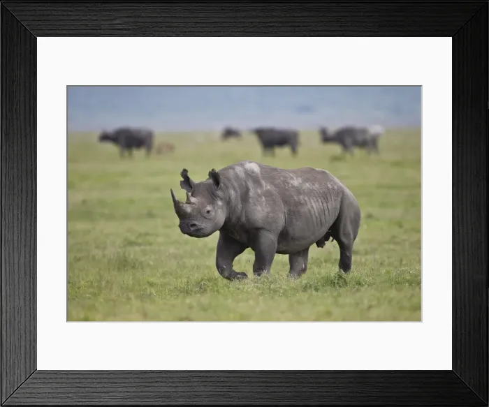 Framed Print : Black rhinoceros (hook-lipped rhinoceros) (Diceros bicornis), Ngorongoro Crater, Tanzania, East Africa, Africa Framed Print : Black rhinoceros (hook-lipped rhinoceros) (Diceros bicornis), Ngorongoro Crater, Tanzania, East Africa, Africa