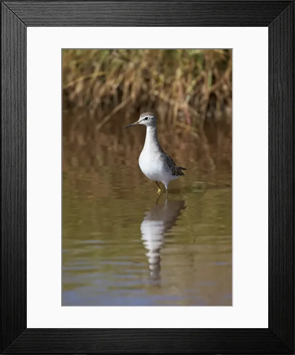 Framed Print : Wood sandpiper (Tringa glareola), Serengeti National Park, Tanzania, East Africa, Africa Framed Print : Wood sandpiper (Tringa glareola), Serengeti National Park, Tanzania, East Africa, Africa